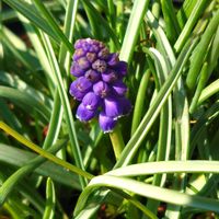 ストック,ヒヤシンス,ヒヤシンス,ムスカリ,ギョリュウバイの画像