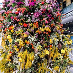 植物のある暮らし,チーム福岡,おうち園芸の画像