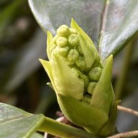 アオキ,春到来！,散歩道♡,暖かい日の画像