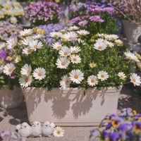 オステオスペルマム,キララ,サントリー キララ ホワイト,サントリー フラワーズの画像