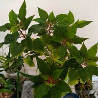 ポインセチア,観葉植物,ユーフォルビア,ベランダー,ユーフォルビア属。の画像