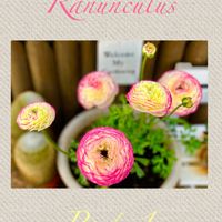 ラナンキュラス,ラナンキュラス,ラナンキュラス,ラナンキュラス,多肉の画像