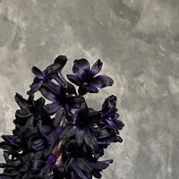 ヒヤシンス,ヒヤシンス,ヒヤシンス ミッドナイトスカイ,ヒヤシンス ミッドナイトスカイ,ヒヤシンス ミッドナイトスカイの画像