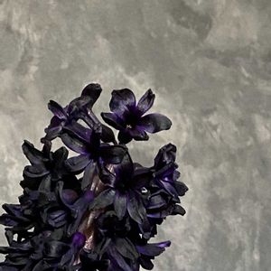 ヒヤシンス,ヒヤシンス,ヒヤシンス ミッドナイトスカイ,ヒヤシンス ミッドナイトスカイ,ヒヤシンス ミッドナイトスカイの画像