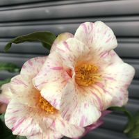 ツバキ,こがね錦,玉唐子（椿）,美羽（椿）,絵美の画像