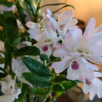 デンドロビウム,デンドロビウム ミコちゃん,いい香り,洋ラン,デンドロビウム属の画像