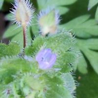 シュロ,タネツケバナ,トウネズミモチ,フラサバソウの画像