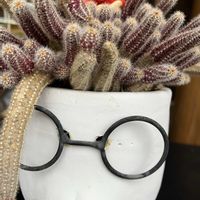 ローダンセマム,ローダンセマム,白檀,白檀,繋がりに感謝✨の画像