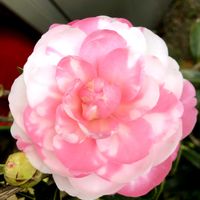 ツバキ,那須の誉（椿）,E.G.Waterhouse（椿）,ヌチオズ・ベラロッサ・バー（椿）,新世紀（椿）の画像