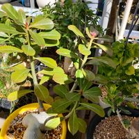 アデニウム,観葉植物,ベランダー,アデニウム属,ベランダの画像