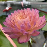 睡蓮,熱帯スイレン,kazuさん睡蓮農園,熱帯スイレン品種の画像