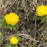 福寿草,福寿草,野鳥(コウノトリ)の画像