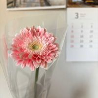 ガーベラ,プレゼント,キラキラ✨,お花は癒しの画像