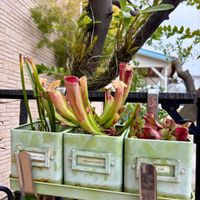 デンドロビウム,サラセニア アラタ,サラセニア プルプレア ベノーサ,サラセニア・フィラデルフィア,食虫植物の画像