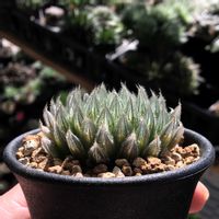 ハオルチア,ハオルチア ゴルドニアナ,多肉植物,ハオルチア属,ハオルシア属     の画像