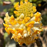 ミツマタ,黄色い花,災害時備蓄,手洗・うがい・マスク,ウクライナに平和をの画像