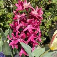 ヒヤシンス,ガーデンシクラメン,ミニ チューリップ,おうち園芸の画像