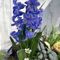 クリスマスローズ,ヒヤシンス,クモマグサ,ガーデニング,ラグんちの画像