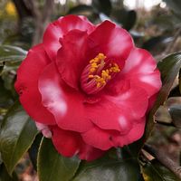 ツバキ,アミガサユリの画像