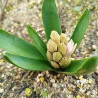 クロコスミア,シャクヤク,ヒアシンス,フリージア,スカシユリの画像