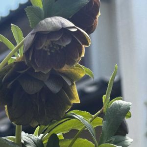 クリスマスローズ,手作りの庭,花のある暮らし,ナチュラルスタイル,GS映えの画像