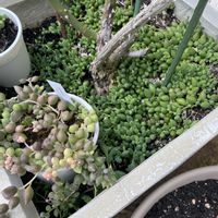 グリーンネックレス,多肉男子,多肉多肉多肉多肉多肉‼,うどん県人会の画像