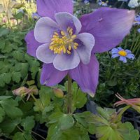 ガーデニング,ガーデン,花のある暮らし,春の花壇,おうち園芸の画像