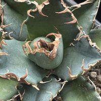 アガベ,アガベ,多肉植物,植物大好き,リビング・ダイニングの画像