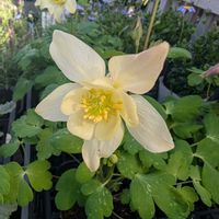 ガーデニング,ガーデン,花のある暮らし,春の花壇,おうち園芸の画像