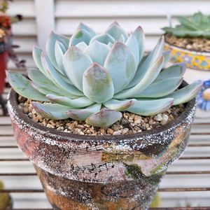 イチゴ,クリスマスローズ,クリスマスローズ,花うらら,花うららの画像