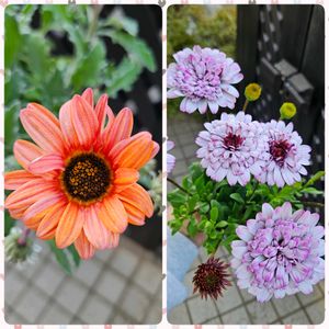 ダブルオステオ　サンドベージュ,アークトチス　コットンテラコッタ,鉢植え,明るい日陰,プランターの画像