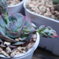 多肉植物,多肉男子,名前は不明,リビング・ダイニングの画像