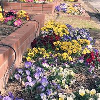 寄せ植え,小さな花壇,ガーデニング初心者,小さな庭の画像