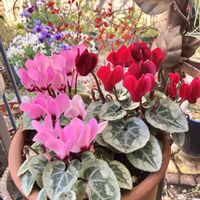 クリスマスローズ,シクラメン,パンジー・ビオラ,ローズマリー,ビオラ・ミステリアスバニーの画像