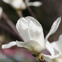 モクレンの画像