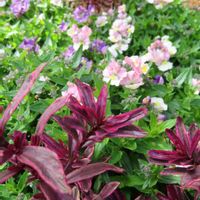 ネメシア,ヘーベ,ピンクの花✨,都会のオアシス,ぶらっと寄り道の画像