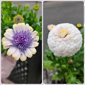 マーガレット「マルコロッシ」,オステオスペルマム ベネチア,鉢植え,明るい日陰,プランターの画像