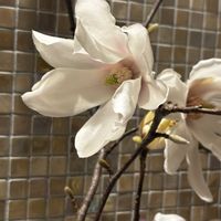 ハクモクレン,花のある暮らし,トイレ・洗面所の画像