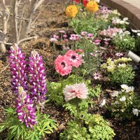 アネモネ,クローバー,スカビオサ,ネメシア,ノースポールの画像