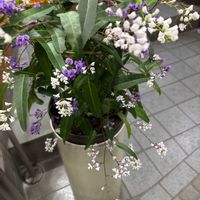 ハーデンベルギアの画像