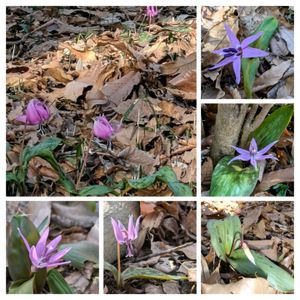 カタクリ,ユリ科,スプリングエフェメラル,筑波実験植物園,平和を願うの画像