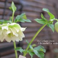 クリスマスローズ,鉢植え,庭の花,花のある暮らし,季節の移ろいの画像