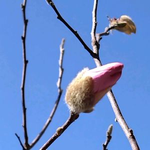 シデコブシ（四手辛夷）,地植え,我が家の庭,かわいい花,春の訪れの画像