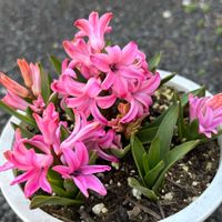 ヒヤシンス,モッコウバラ,ローマンヒヤシンス,花のある暮らし,かわゆいの画像