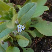 キュウリグサ,ユキヤナギ（雪柳）,ナノハナ（菜の花）の画像