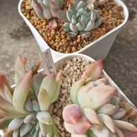 ブルーシャトー,エケベリア ティアラ,多肉植物,エケベリア属,お一人様の画像