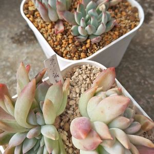 ブルーシャトー,エケベリア ティアラ,多肉植物,エケベリア属,お一人様の画像