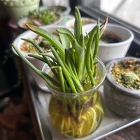 ヒヤシンス,ヒヤシンス,水栽培,今日の花,今日のお花の画像