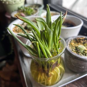 ヒヤシンス,ヒヤシンス,水栽培,今日の花,今日のお花の画像