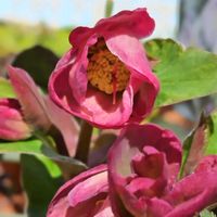 クリスマスローズ,鉢植え,我が家の庭,かわいい花,春の訪れの画像